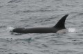 Female or young male Orca